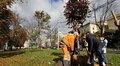 У Львівській громаді 878 лунок для висадки дерев чекають на спонсорів