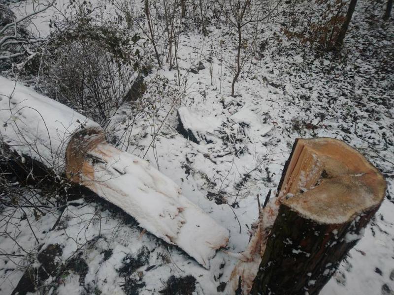 Фото 1: Мерія просить львів&rsquo;ян не&nbsp;нищити природу та&nbsp;берегти зелені насадження в&nbsp;парках та&nbsp;скверах