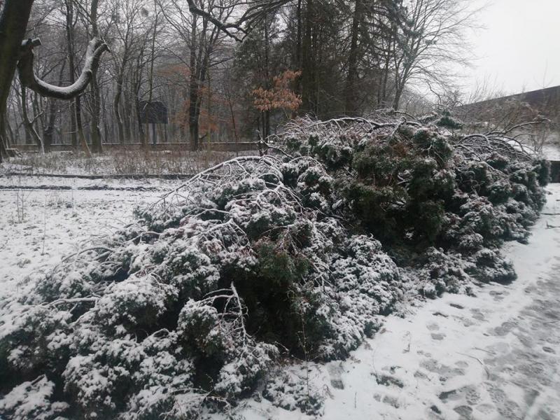 Фото 2: Мерія просить львів&rsquo;ян не&nbsp;нищити природу та&nbsp;берегти зелені насадження в&nbsp;парках та&nbsp;скверах
