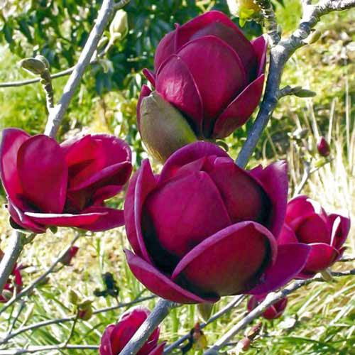 магнолії Black Tulip, які висадили у парку