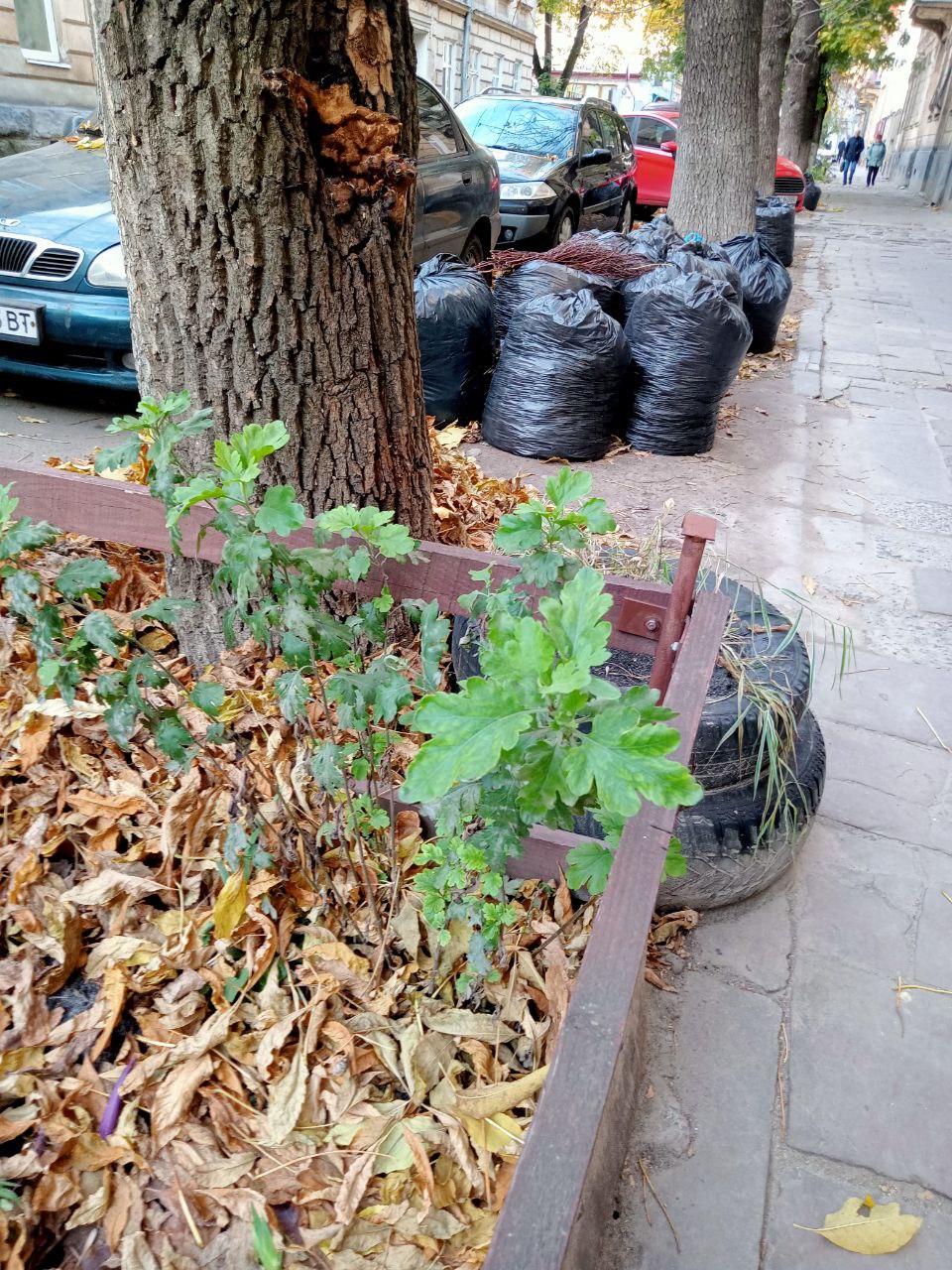 Фото 3: Збирати в окремі мішки або виготовити компост: мешканцям нагадують як правильно утилізувати опале листя