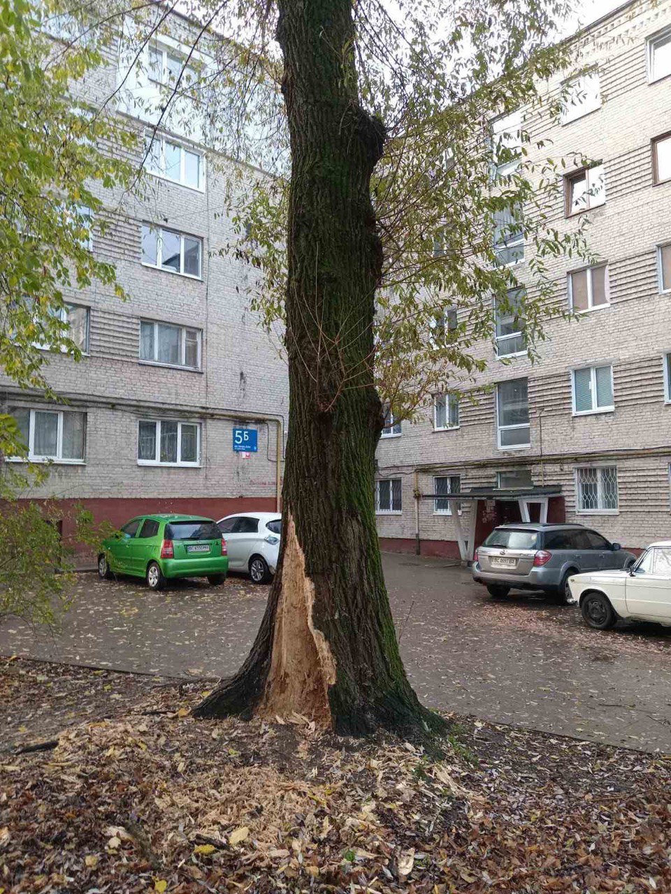 Фото 2: Аварійну вербу на вул. Липова Алея цього тижня зріжуть