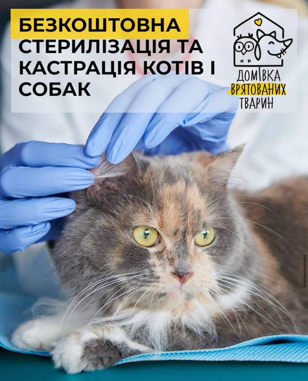Фото 1: У Домівці врятованих тварин розпочали акцію зі стерилізації котів та собак