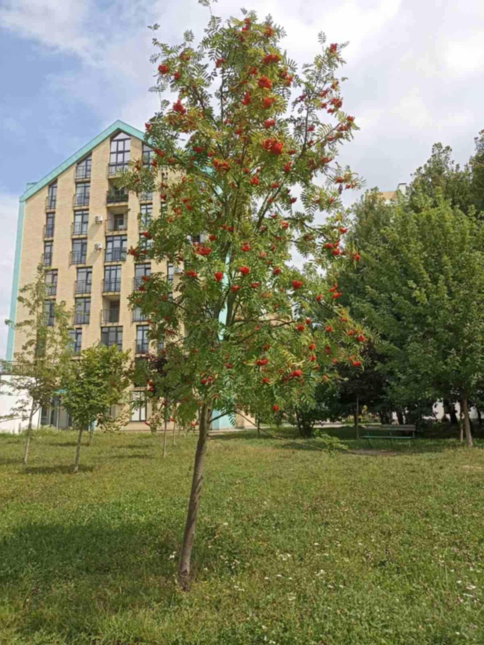Фото 1: Дощові сади в парку Архангела Михаїла: тут висадили понад 200 нових рослин