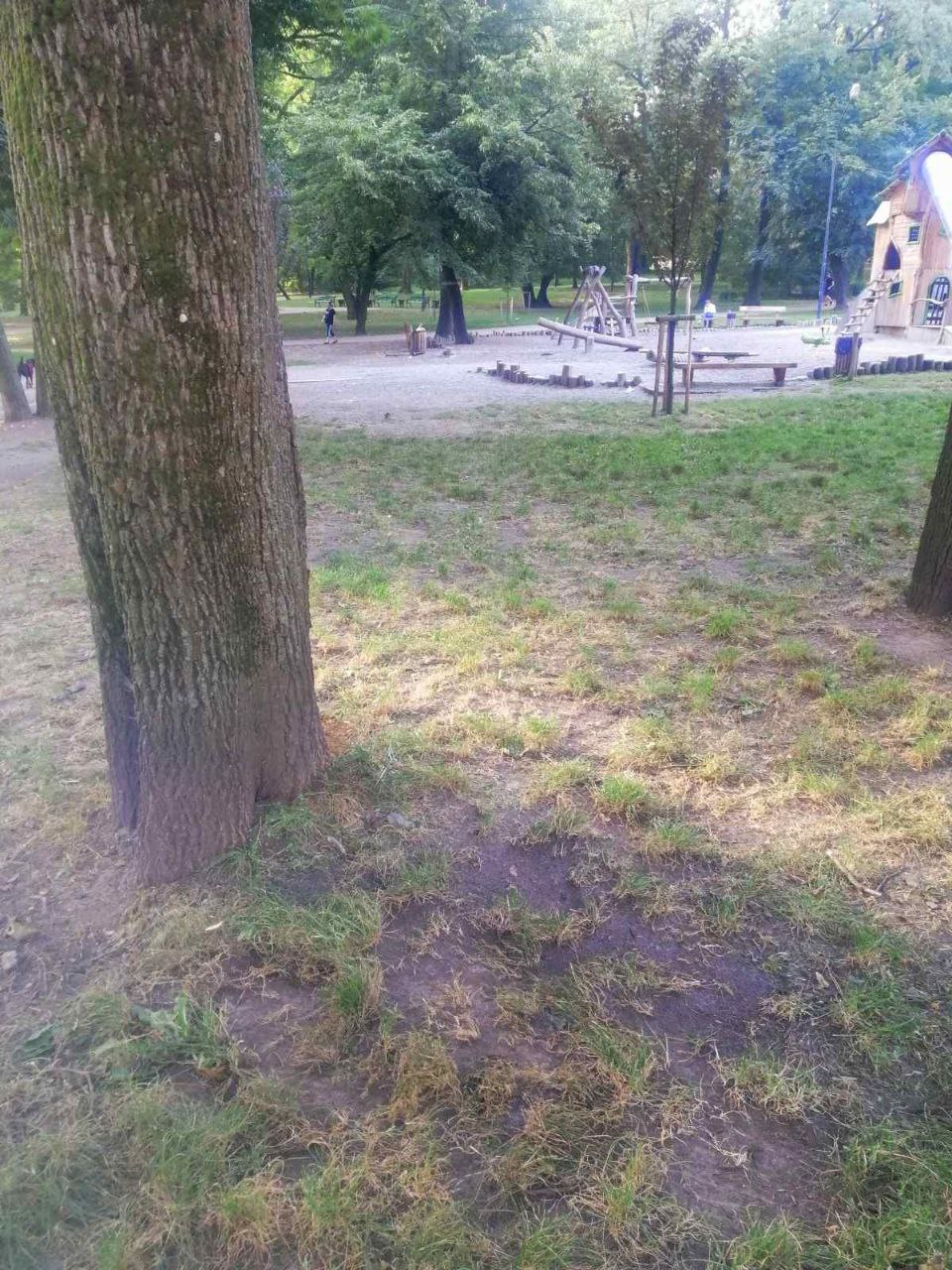на фото дерево у парку Франка