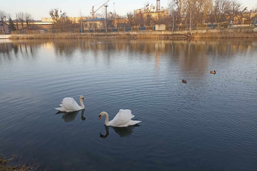 Фото 1: Де зимуватимуть лебеді з Левандівського озера?