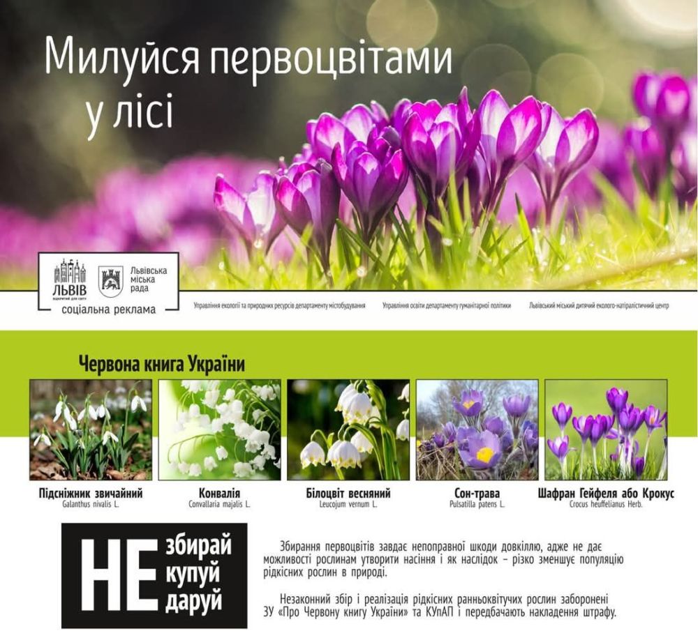 Фото 1: Милуватись квітами в лісі: мешканців закликають не зривати, не купувати та не дарувати первоцвіти