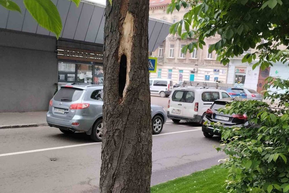Фото 1: Сьогодні на три години перекриють для руху транспорту вул. Волоську: зрізатимуть аварійні дерева
