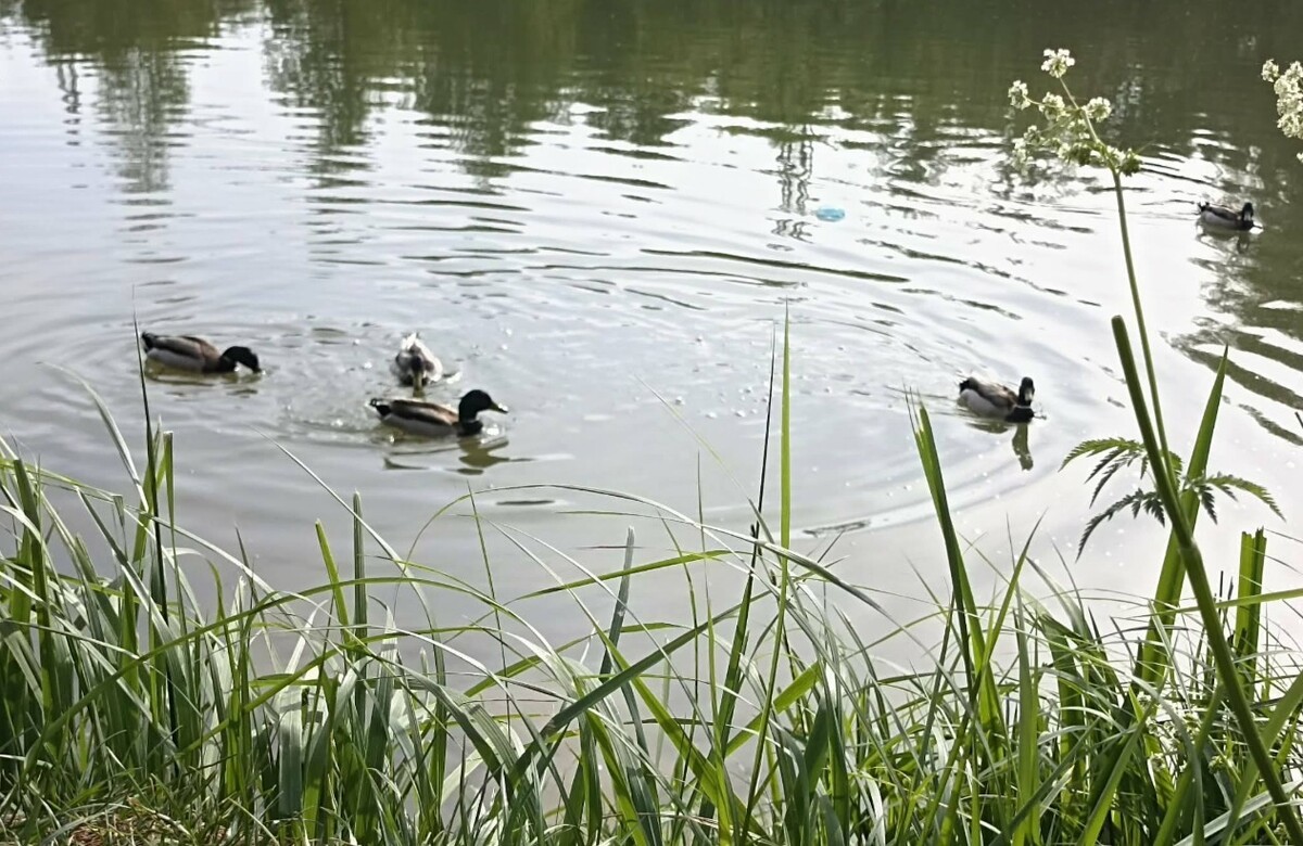 Фото 1: У&nbsp;львівських парках на&nbsp;водоймах з'явились перші качині виводки
