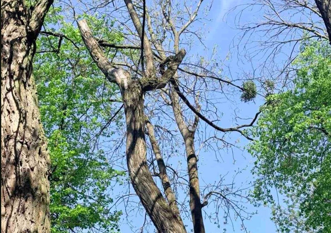висохлий стовбур дерева, уражений омелою, у парку поміж інших зелених насаджень
