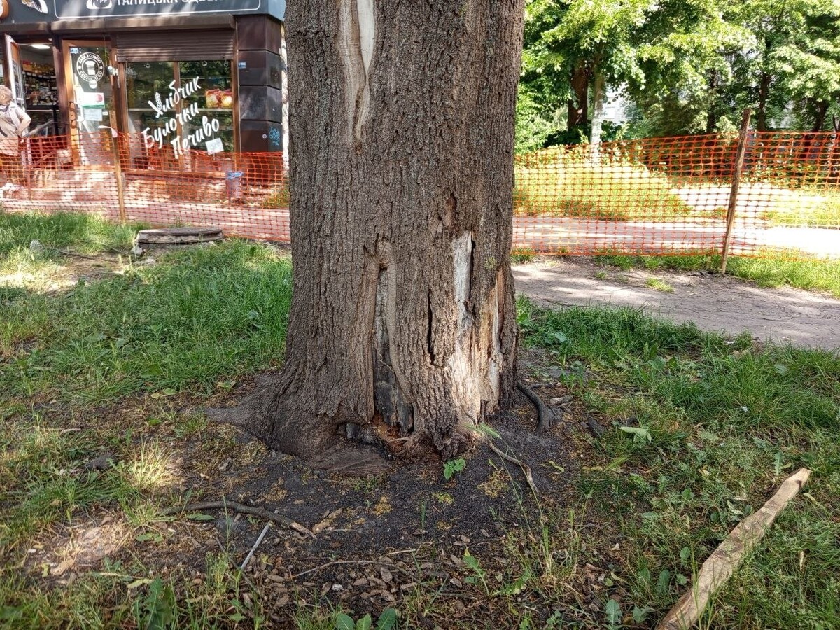 Фото 2: На&nbsp;вул.&nbsp;Мазепи під час реконструкції збережуть частину дерев та&nbsp;висадять 66&nbsp;нових