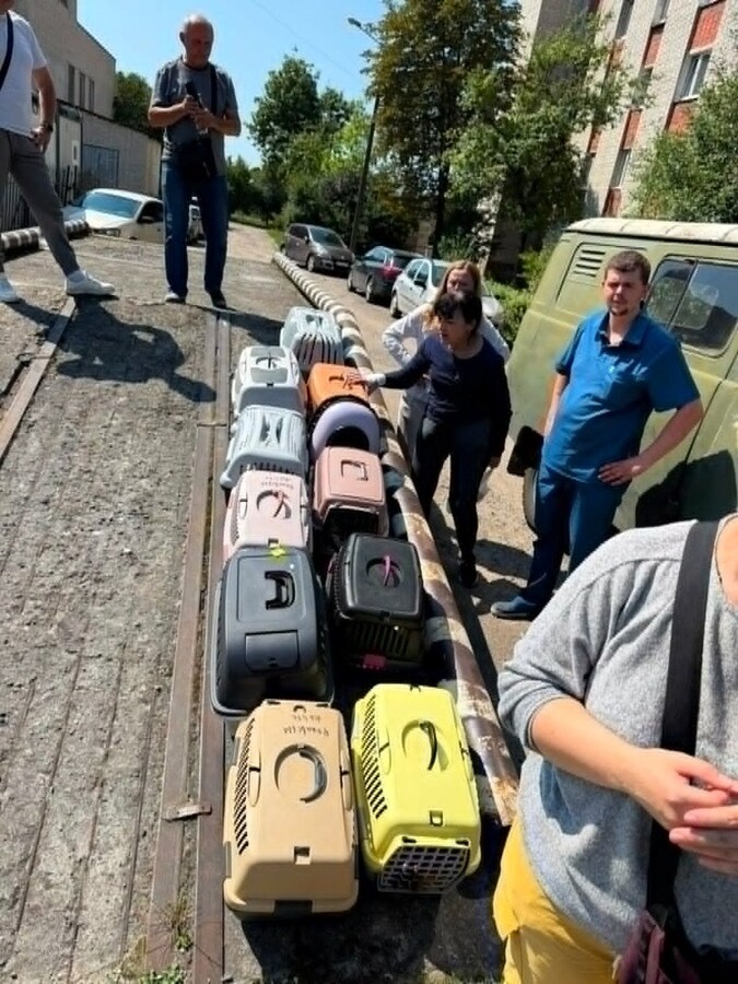 Фото 1: Після ракетного удару по Львову сім’ю з 14 котами тимчасово поселили у модульному містечку на вул. Пулюя
