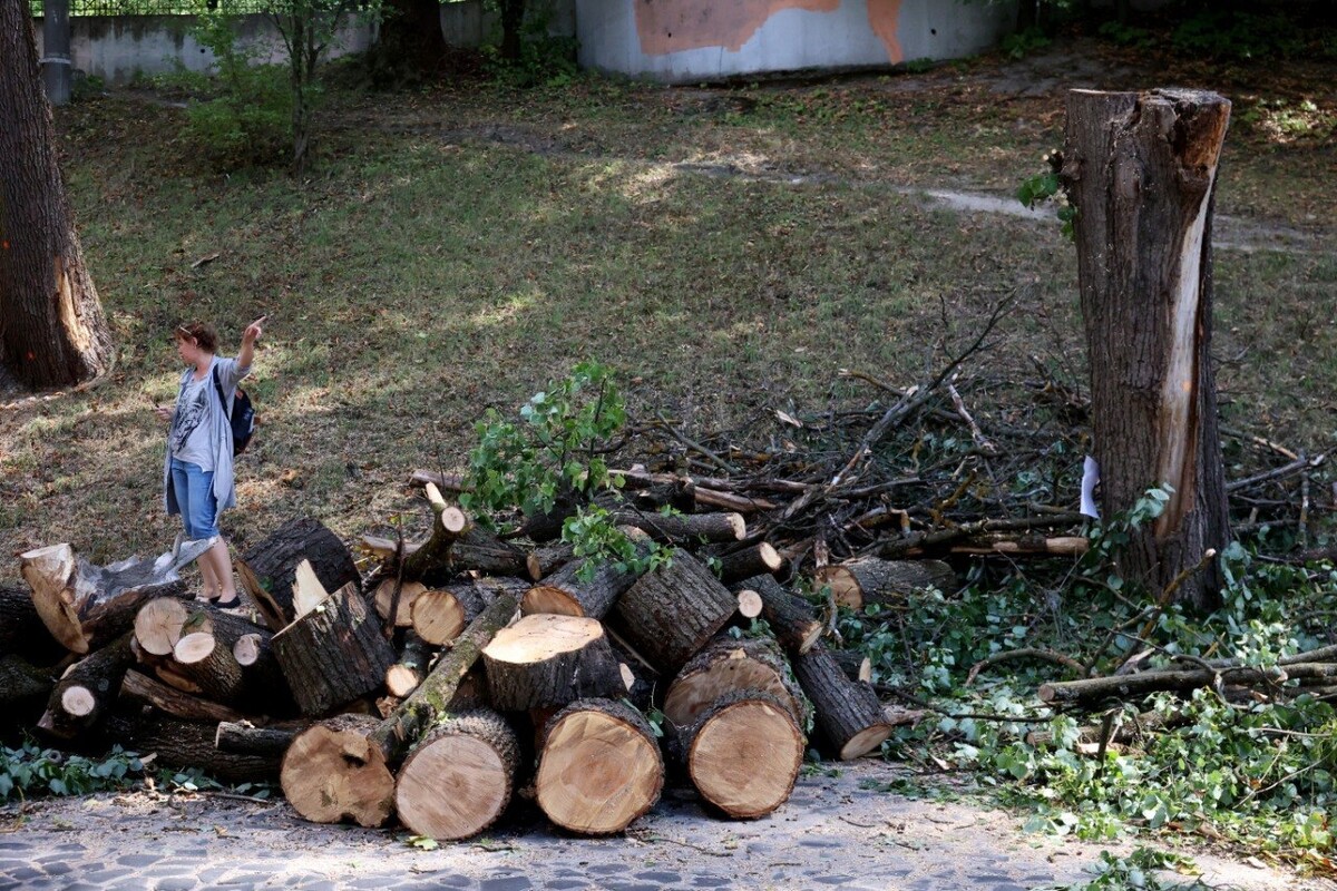 Фото 3: Фахівці пояснили причини видалення двох дерев на вул. Шота Руставелі (відео)