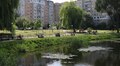 Озеро на вул. Симоненка очистять від водоростей: місце мешкання качок не чіпатимуть