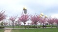 У Парку імені Івана-Павла ІІ (Сихів) цвітуть сакури