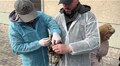 Майже 30 домашніх тварин провакцинували від сказу у Лисиничах