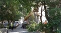 У Личаківському районі стартувала санітарна обрізка дерев: водіїв просять не паркувати авто біля місць робіт