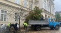 На площі Ринок видаляють два всохлі каштани