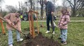 8 дерев висадили у сквері Романа Іваничука