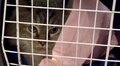 40 котів сьогодні планують стерилізувати в ЛКП «Лев»
