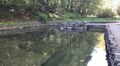 Штучні озера у лісопарку «Погулянка» наповнили водою