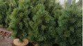 У Львові визначили місця, де продаватимуть ялинки