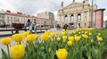 Львів – місто весни: сьогодні розпочинається конкурс найкрасивіших фото та відео квітучого міста (відео)