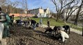 На Меморіалі пам’яті Небесної Сотні висадили 5000 тюльпанів