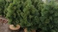 Львів’яни вже здали близько 7 тонн ялинок на компостування