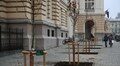 Нова локація для дерев: біля університету імені Івана Франка висадили клени