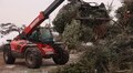У Львові переробляють новорічні ялинки на компост: на міську станцію вже привезли 10 тонн хвої (відео)