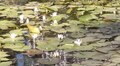 У парку «Боднарівка» розквітли водяні лілії