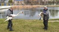 Після зимівлі на Левандівське озеро повернулась пара лебедів