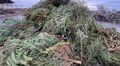 Понад 10 тонн ялинок прийняла станція компостування від львів’ян у січні