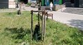 У Львові встановили понад 500 поливальних мішків для дерев