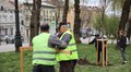 Подарувати місту дерево: сьогодні останній день прийому заявок