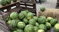 На Фермерському ярмарку сьогодні продавали кавуни, які двоє братів вирощують поблизу Львова
