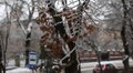 Синоптики попереджають про пориви вітру та ожеледицю на завтра