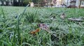 Вночі 1 травня синоптики прогнозують у Львові сильний заморозок