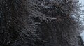 На завтра синоптики прогнозують ожеледицю