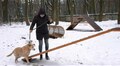У Львові облаштували ще один тренувально-вигульний майданчик для собак