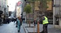 У Львові відбудеться відкрита лекція про дерева майбутнього: які види витримають зміну клімату та створять комфортне місто