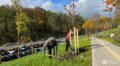 На вулиці Пилипа Орлика висаджують дерева: окрасою схилу стануть сакури, клени, черемхи, платани та граби