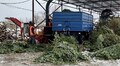 Як у Львові переробляють ялинки (відео)