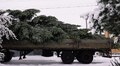 У Львові встановлюють головну ялинку, яку місту подарувало подружжя з Білогорщі (відео)