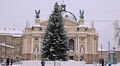 Цьогоріч головну ялинку Львова вперше передадуть для мешканців Домівки врятованих тварин