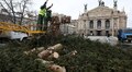 Головну ялинку Львова відвезли на компостування (відео)