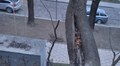 Завтра на вул. Коцюбинського зріжуть два аварійні ясени: на час робіт вулицю перекриють для проїзду приватного транспорту