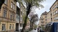 Завтра на вул. Коцюбинського зріжуть аварійну тополю: на час робіт частину вулиці перекриють для проїзду приватного транспорту