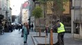 Сьогодні останній день подачі заявок на акцію «Подаруй місту дерево»